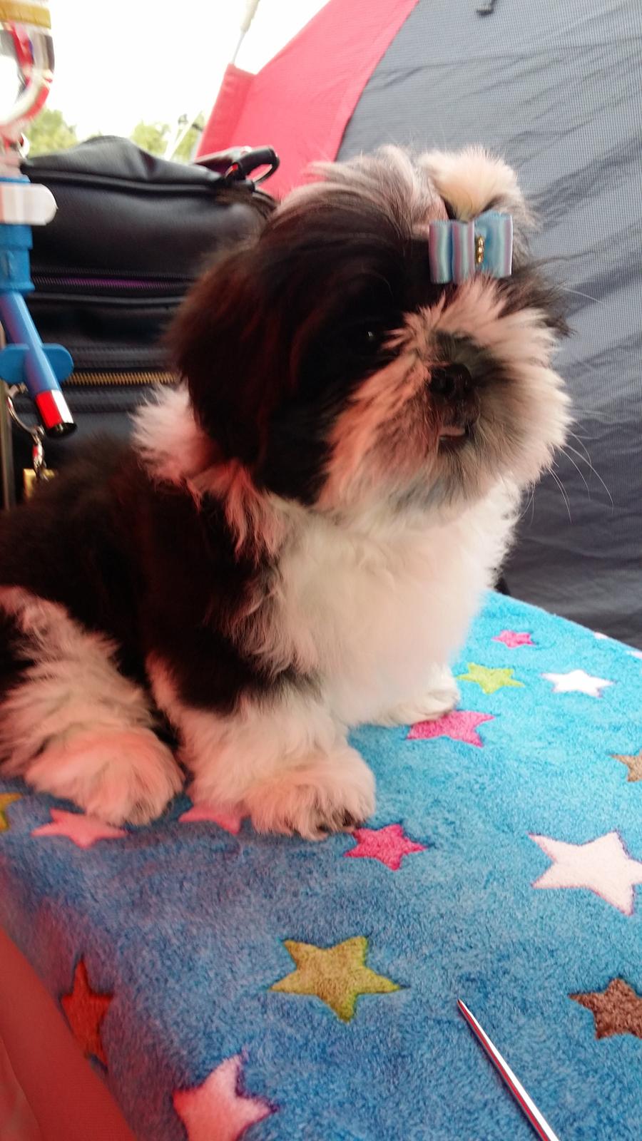 Shih tzu Vero Amico (Amico billede 15