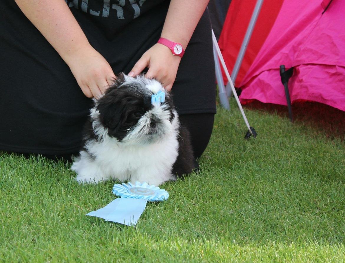 Shih tzu Vero Amico (Amico billede 17