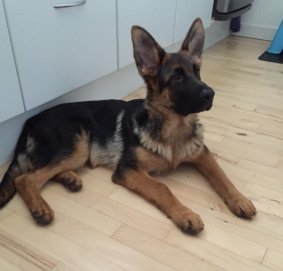Schæferhund Kala-R.I.P billede 13