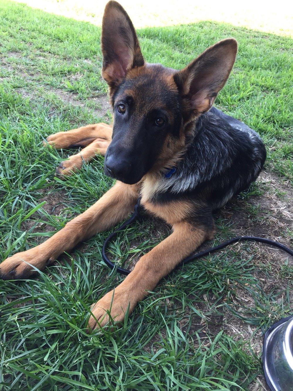 Schæferhund Kala-R.I.P billede 14