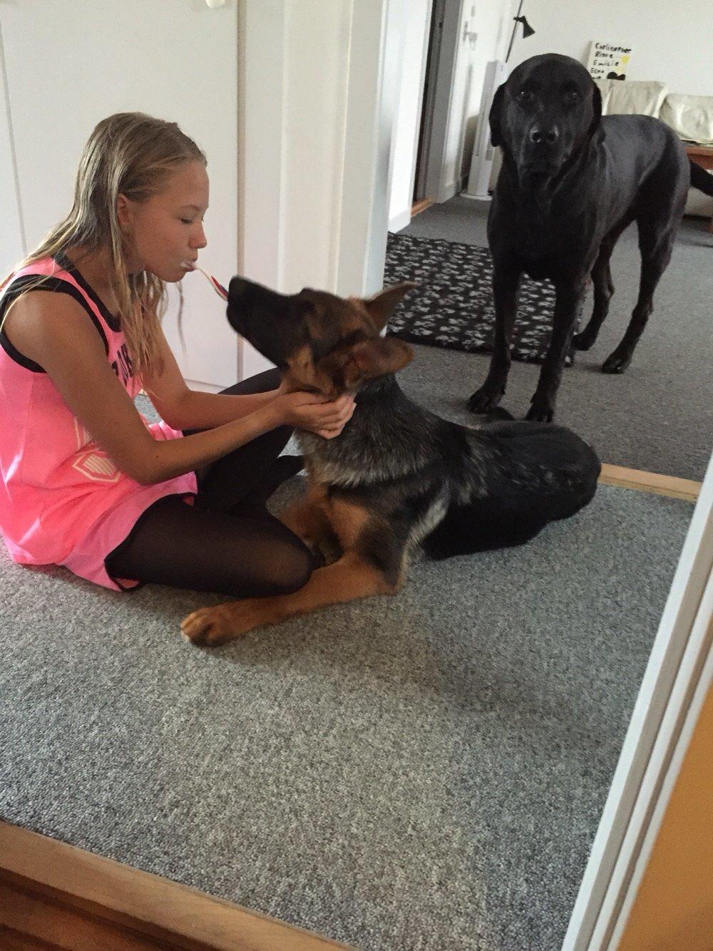 Schæferhund Kala-R.I.P billede 15