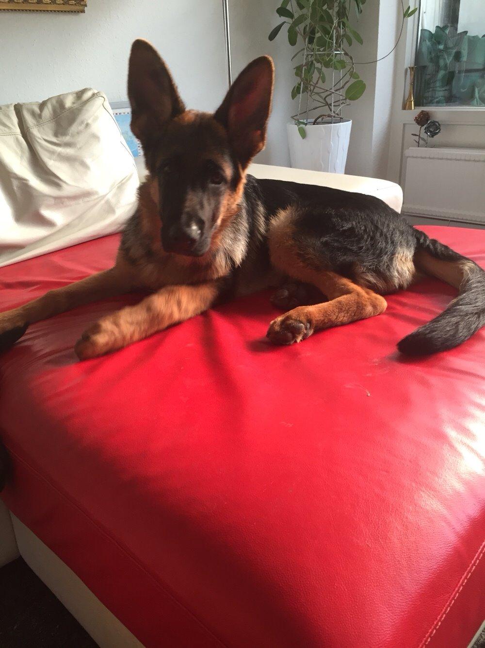 Schæferhund Kala-R.I.P billede 16