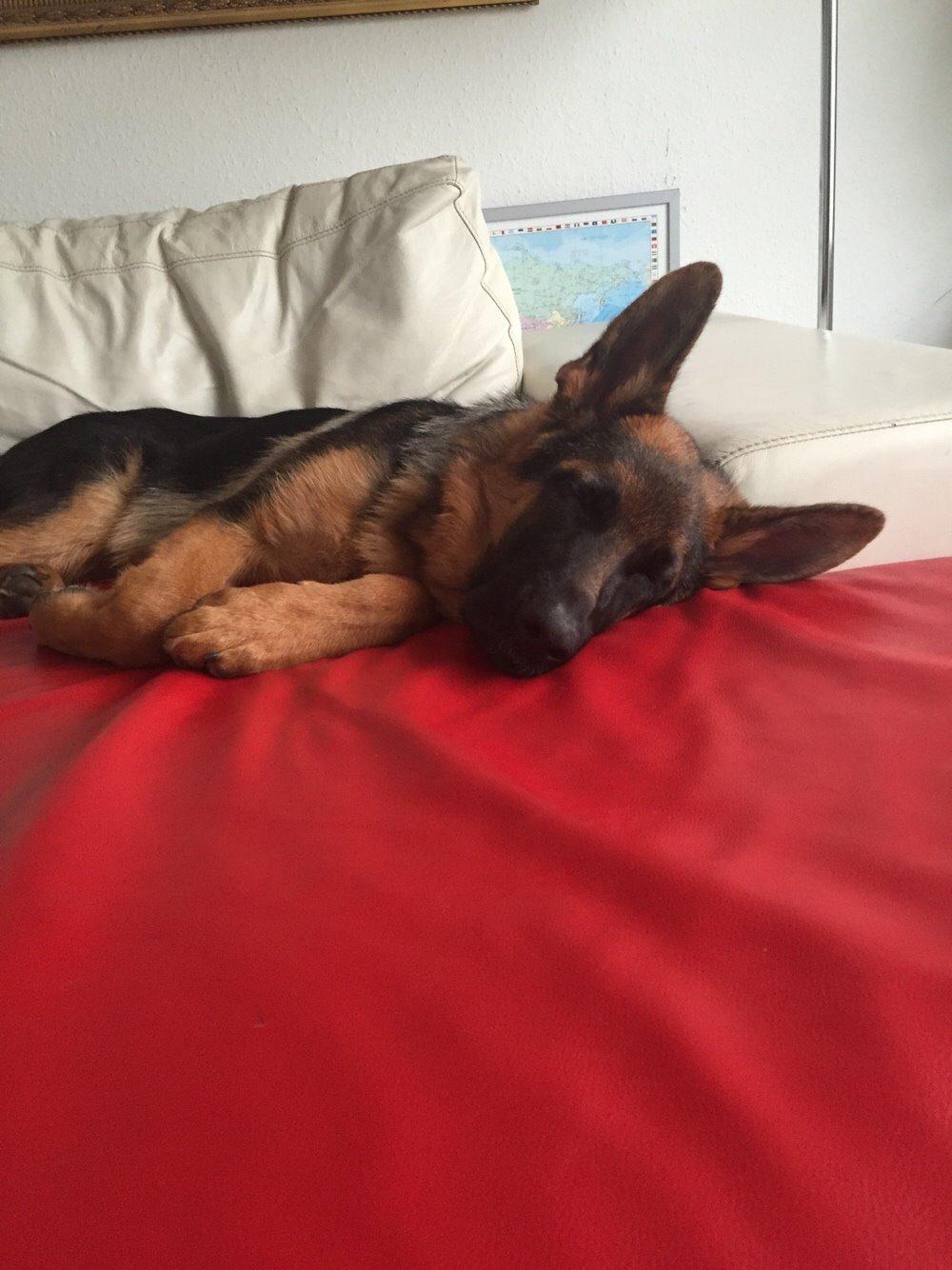 Schæferhund Kala-R.I.P billede 17