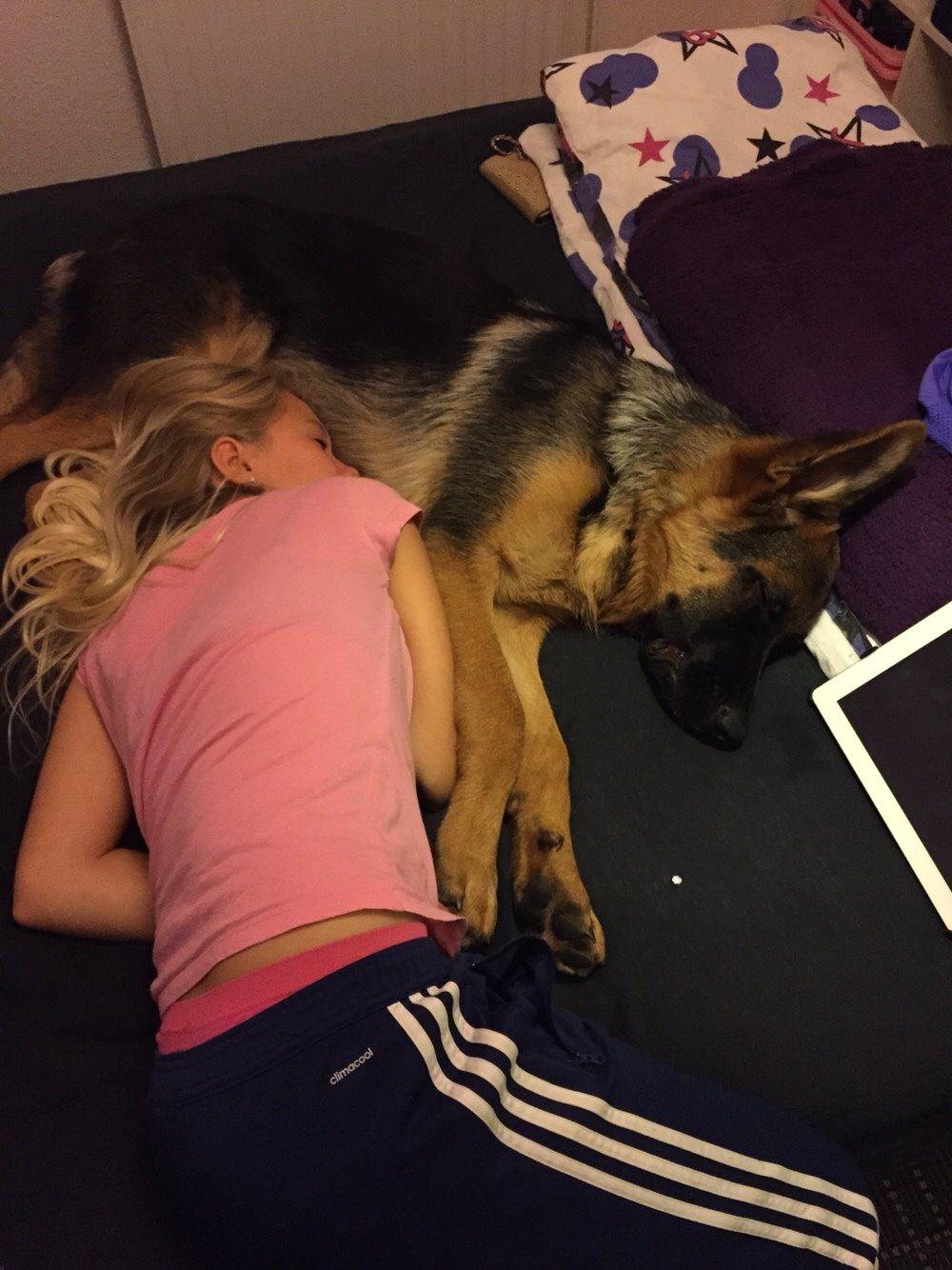 Schæferhund Kala-R.I.P billede 18