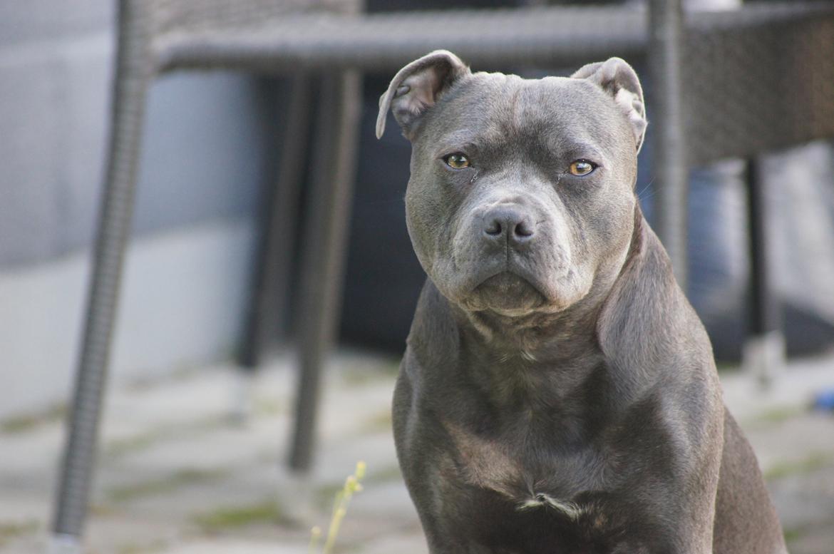 Staffordshire bull terrier Müsli billede 1