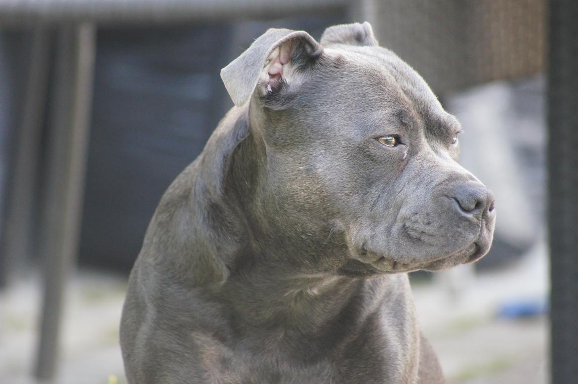 Staffordshire bull terrier Müsli billede 17