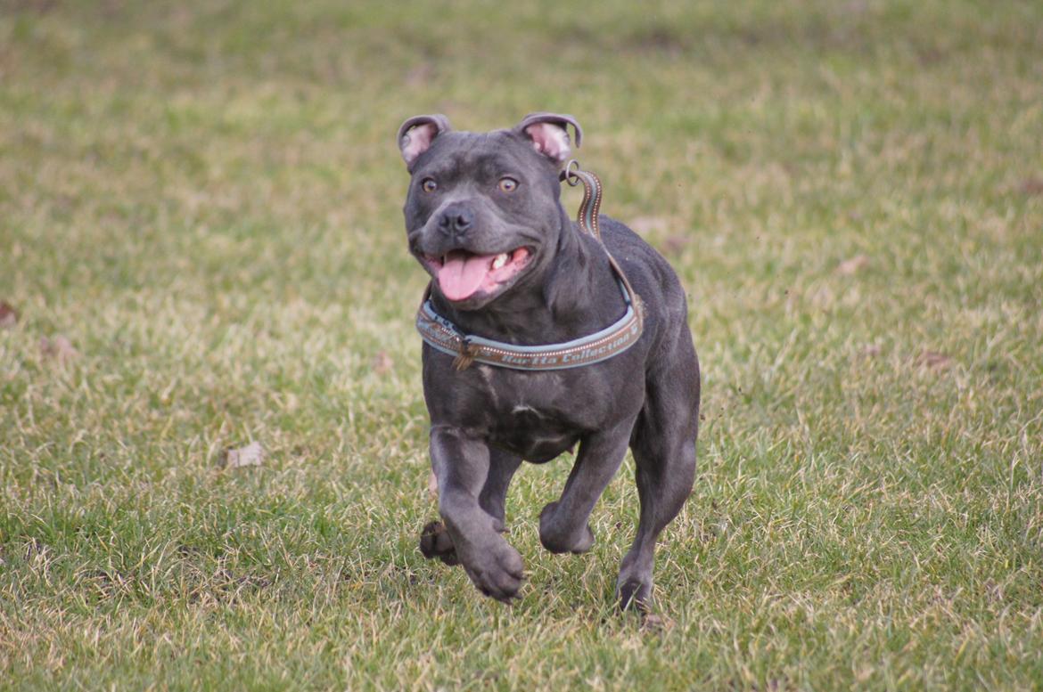 Staffordshire bull terrier Müsli billede 19