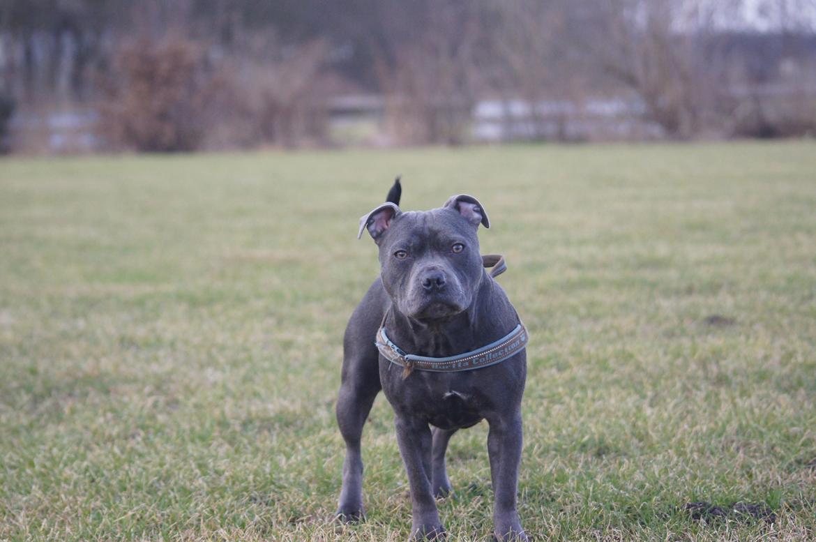 Staffordshire bull terrier Müsli billede 21