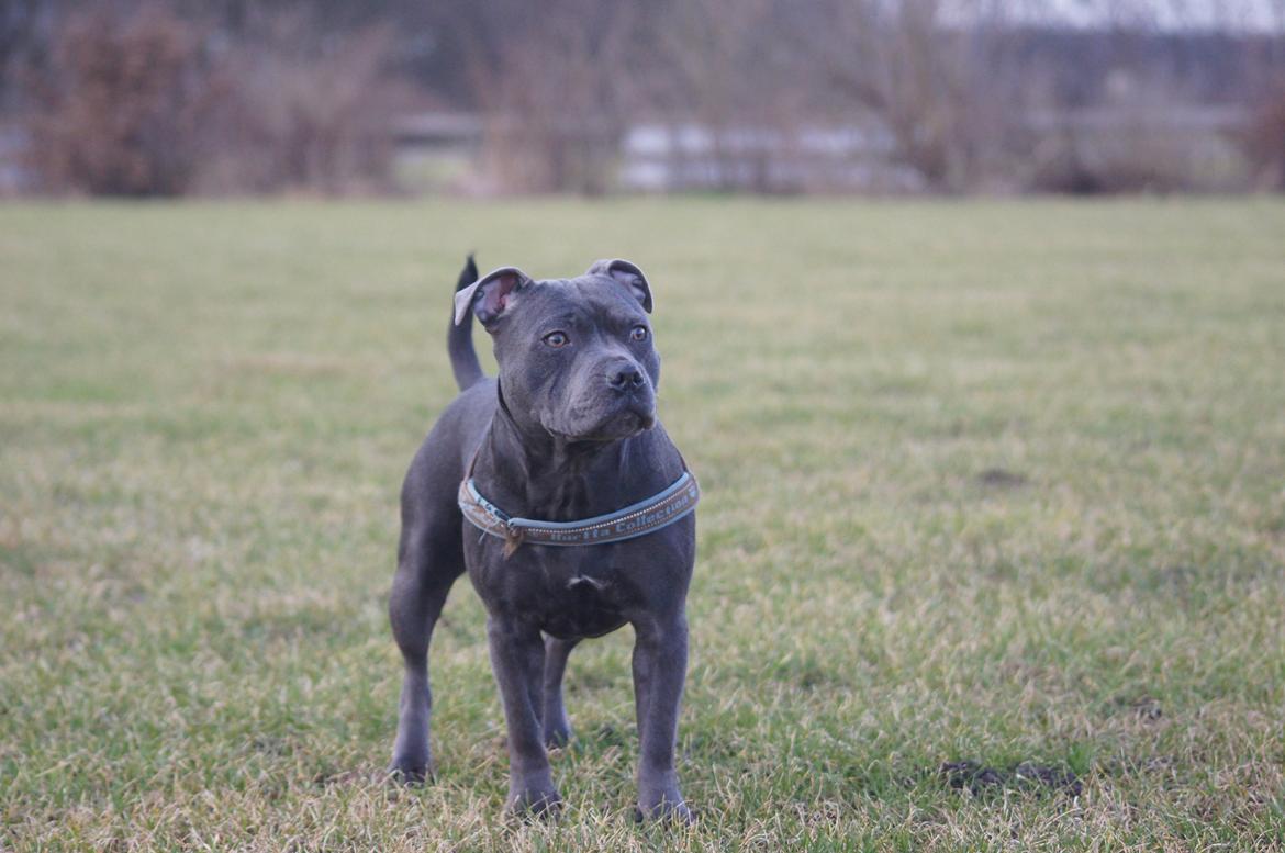 Staffordshire bull terrier Müsli billede 23