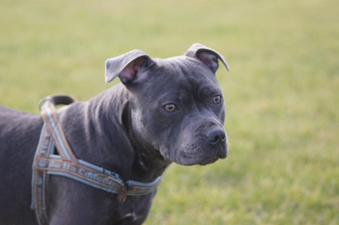 Staffordshire bull terrier Müsli billede 22