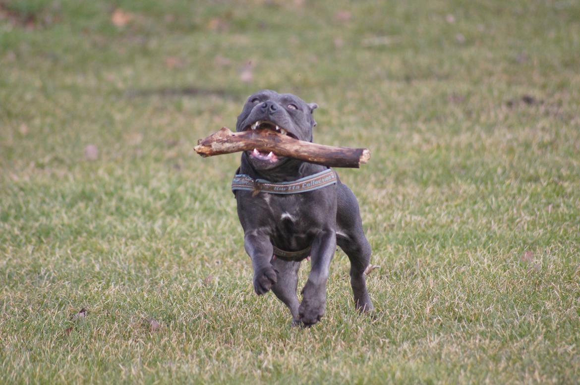 Staffordshire bull terrier Müsli billede 27