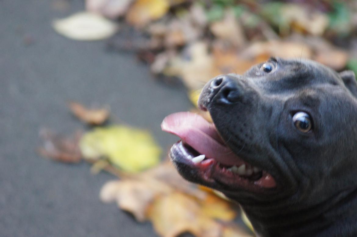 Staffordshire bull terrier Müsli billede 7