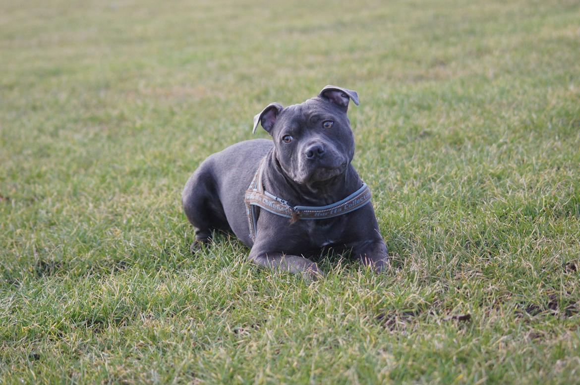 Staffordshire bull terrier Müsli billede 28
