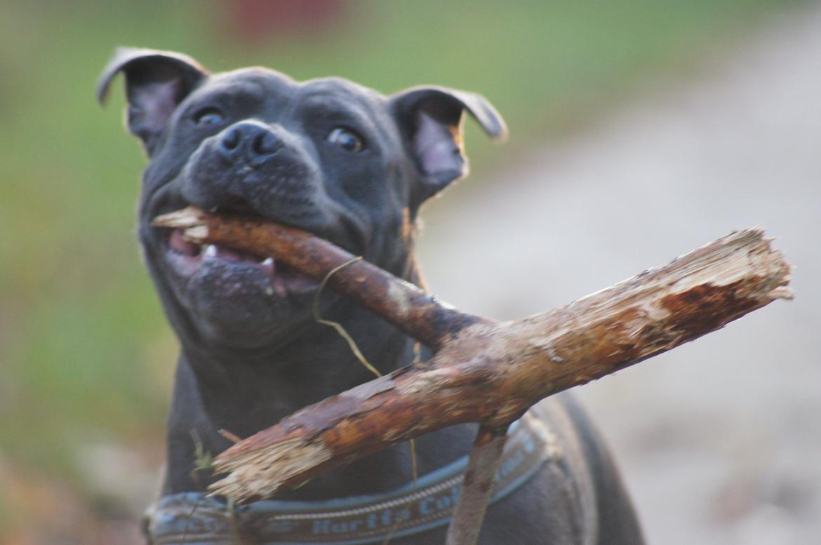 Staffordshire bull terrier Müsli billede 24
