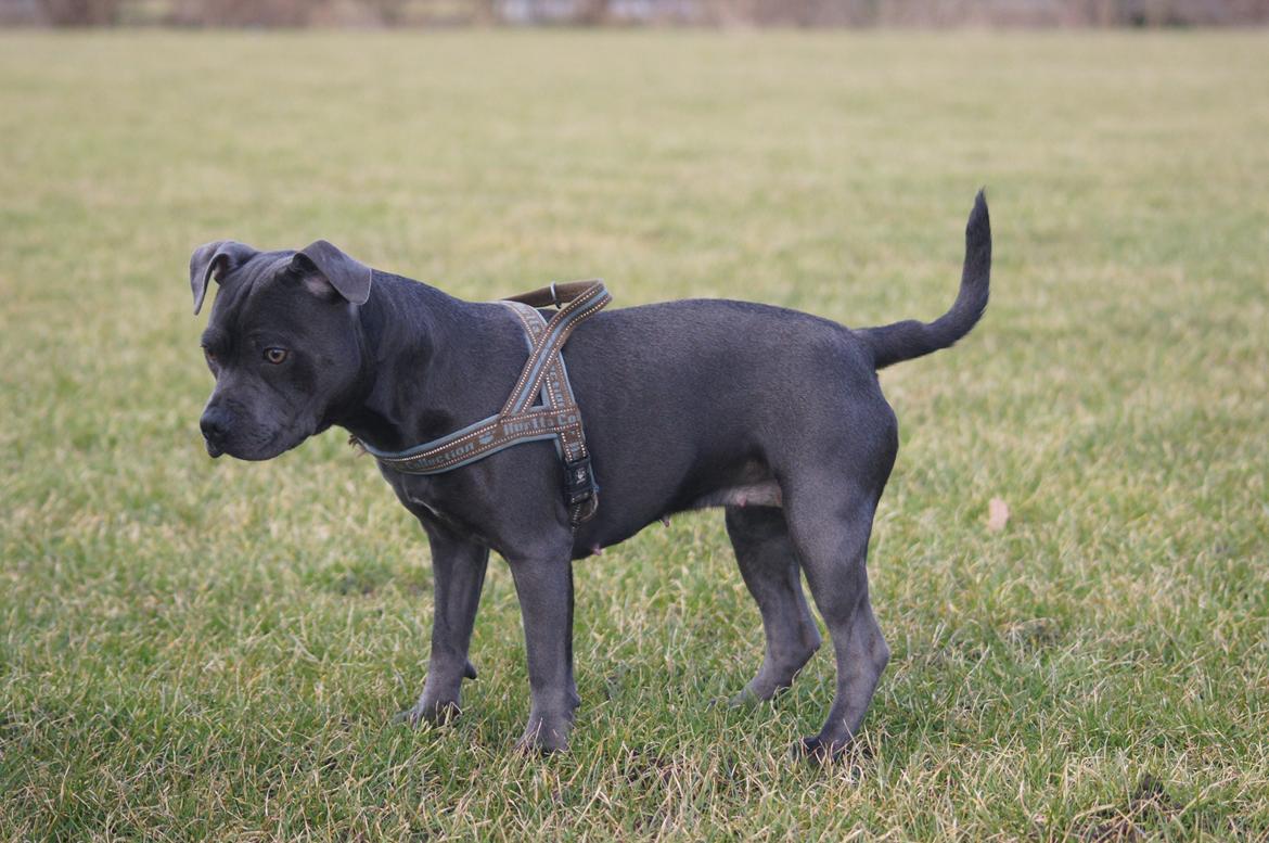Staffordshire bull terrier Müsli billede 30