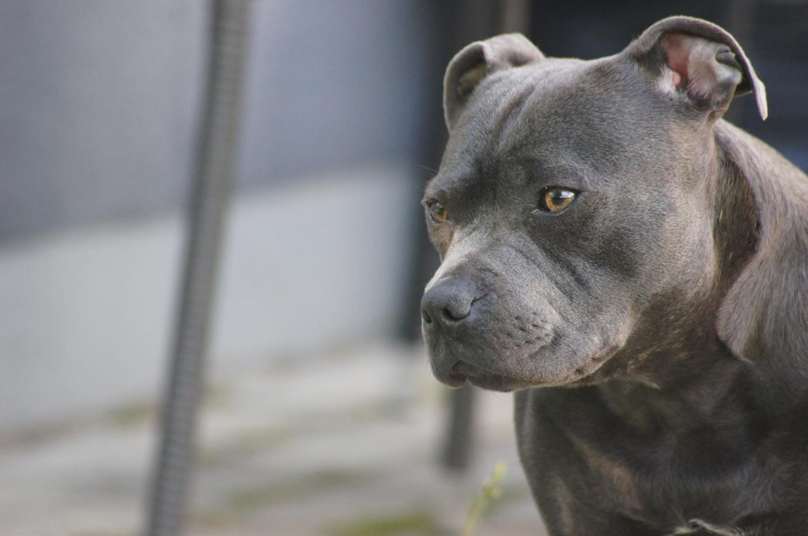 Staffordshire bull terrier Müsli billede 9