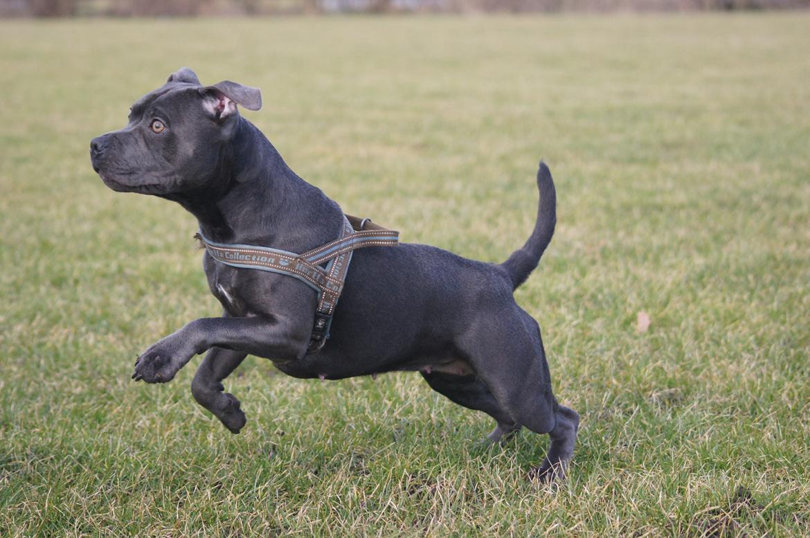 Staffordshire bull terrier Müsli billede 5