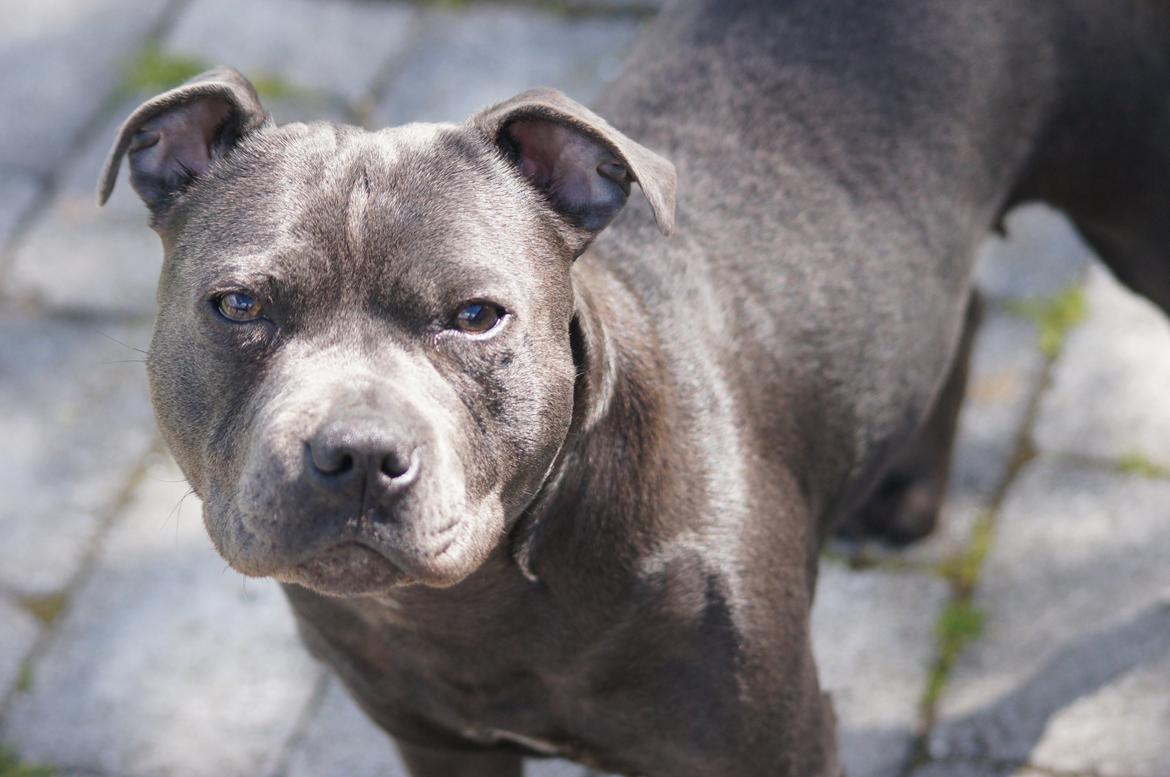 Staffordshire bull terrier Müsli billede 4