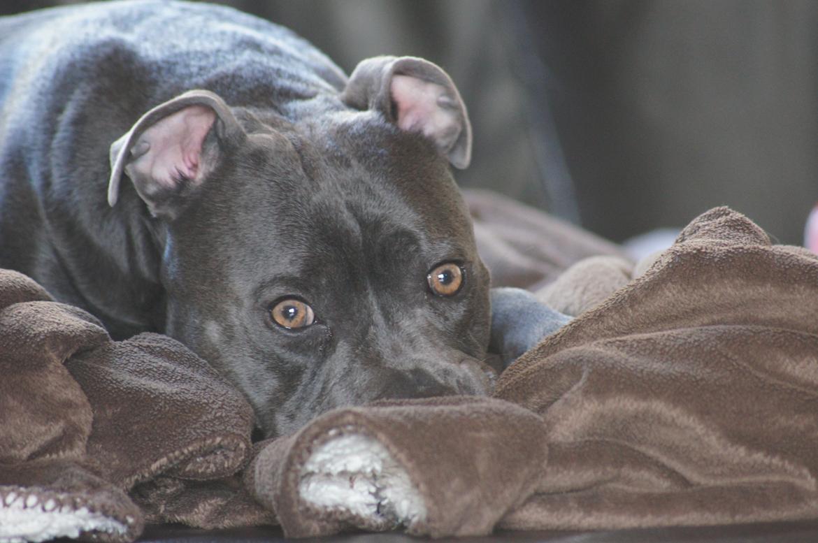 Staffordshire bull terrier Müsli billede 2
