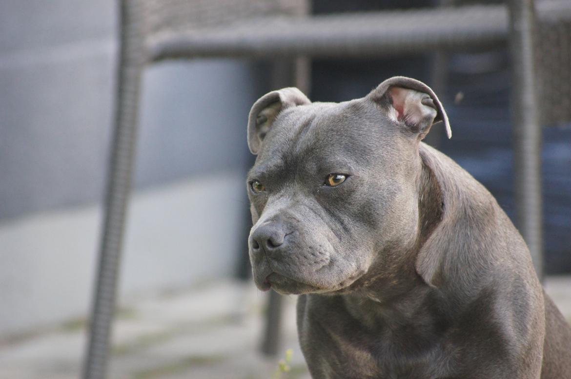 Staffordshire bull terrier Müsli billede 3