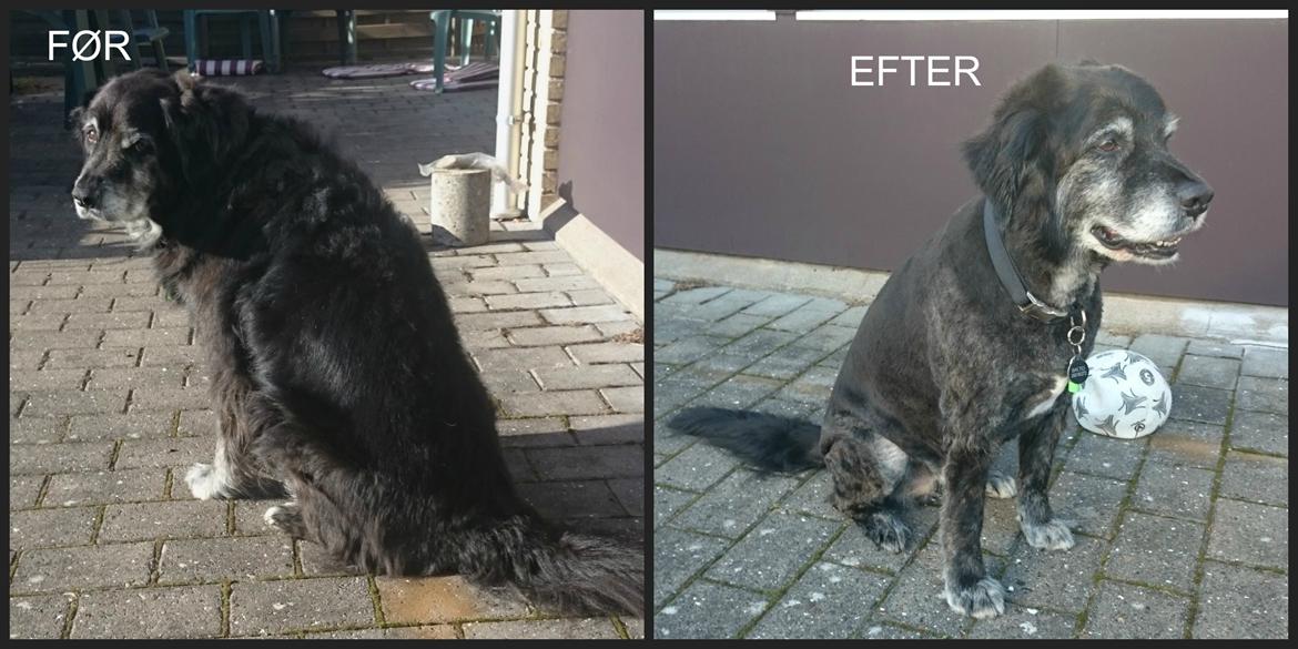 Blanding af racer Balto - Balto blev d.23. oktober 2015 trimmet, fordi han virkede til at svede helt vildt! billede 2