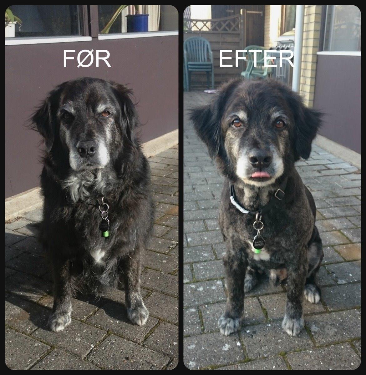 Blanding af racer Balto - Balto er blevet trimmet ned d.23. oktober 2015 billede 1