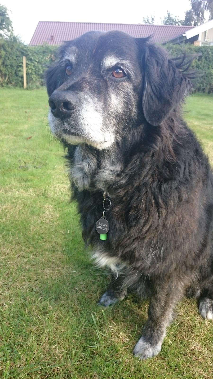 Blanding af racer Balto - Balto 9 år - September 2015 billede 3