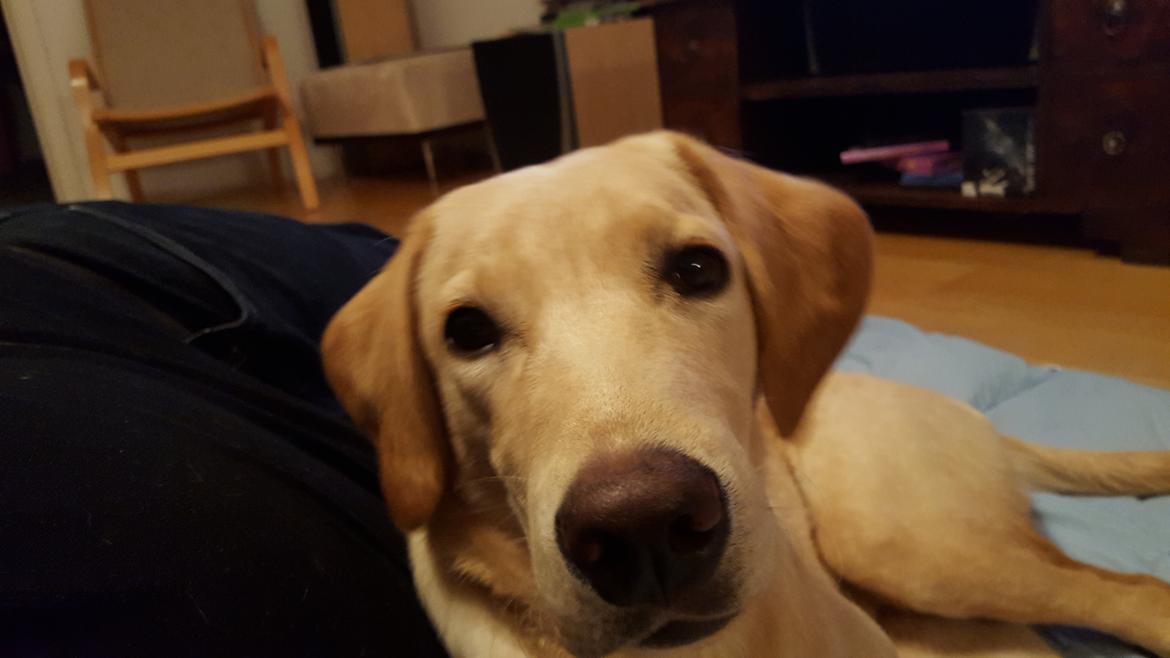 Labrador retriever Hillsbrook Laban billede 4