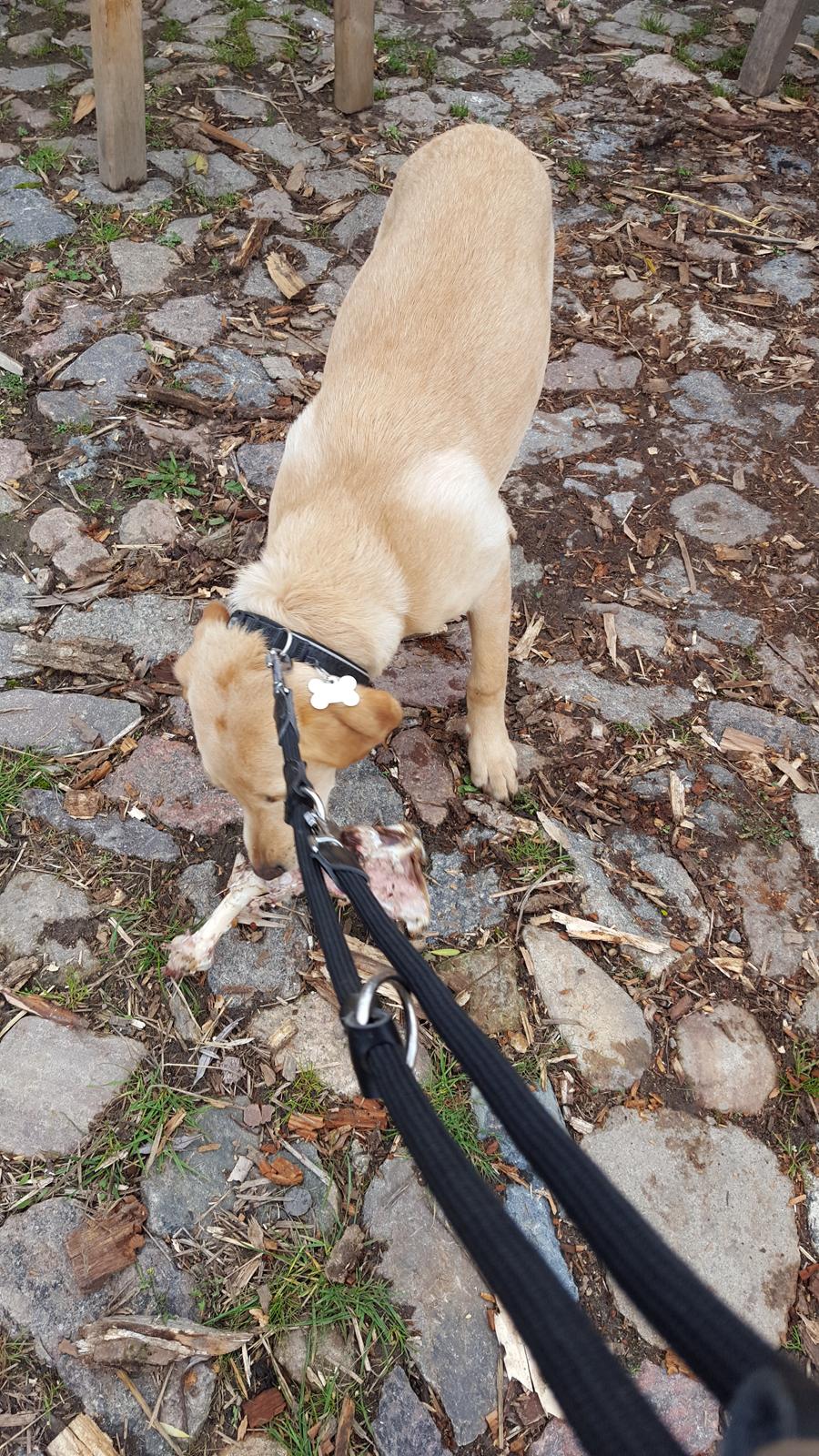 Labrador retriever Hillsbrook Laban billede 5