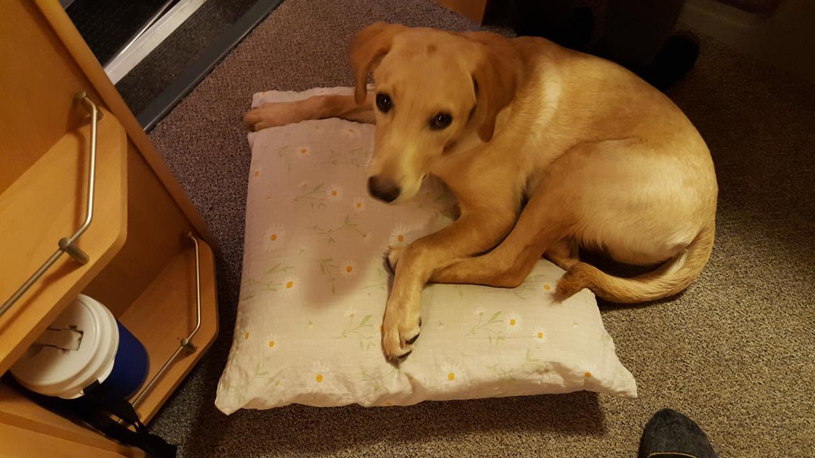 Labrador retriever Hillsbrook Laban billede 6