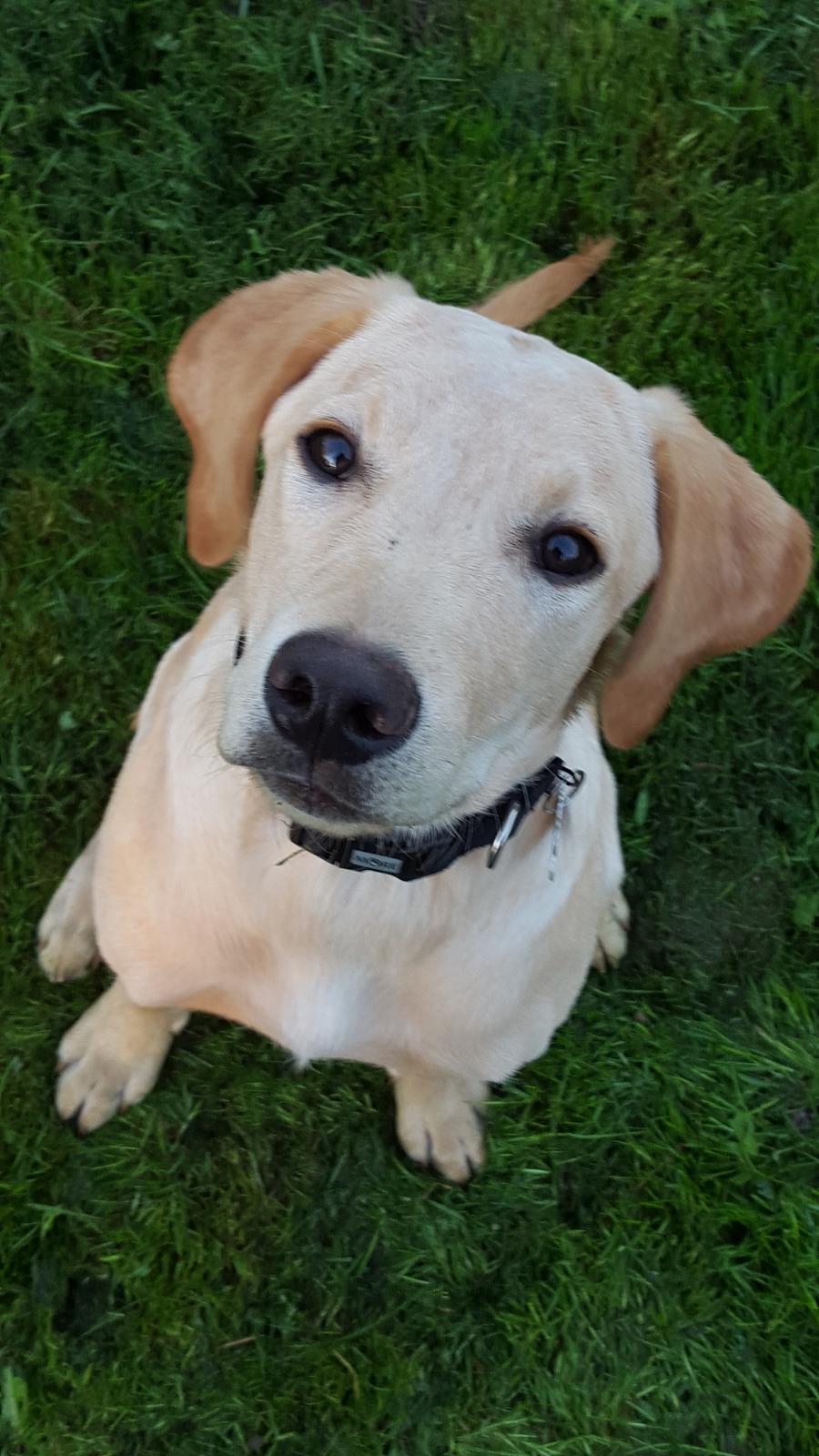 Labrador retriever Hillsbrook Laban billede 3