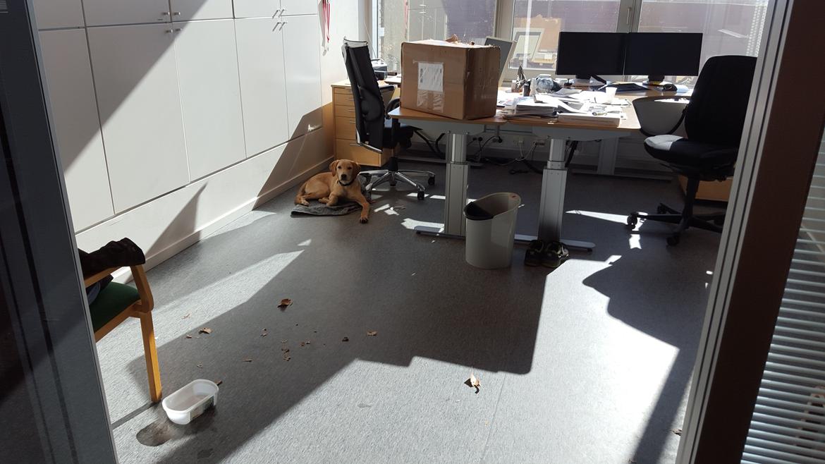 Labrador retriever Hillsbrook Laban billede 11