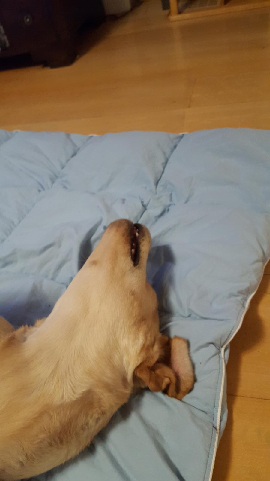 Labrador retriever Hillsbrook Laban billede 9