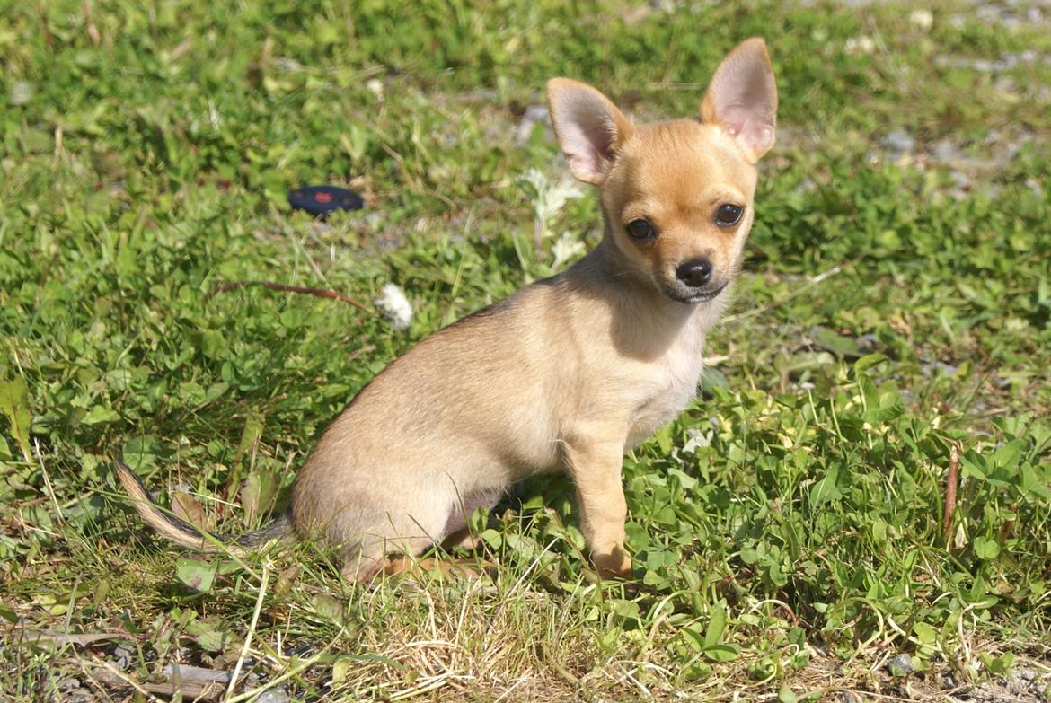 Chihuahua Mia billede 5