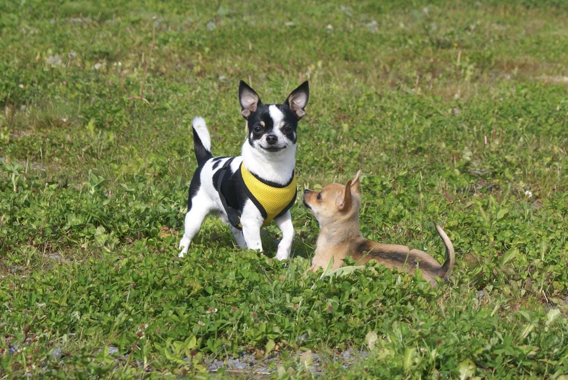 Chihuahua Mia billede 6