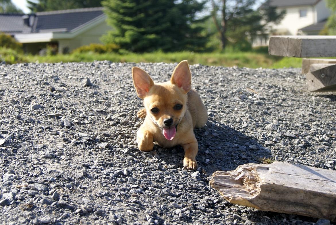 Chihuahua Mia billede 7