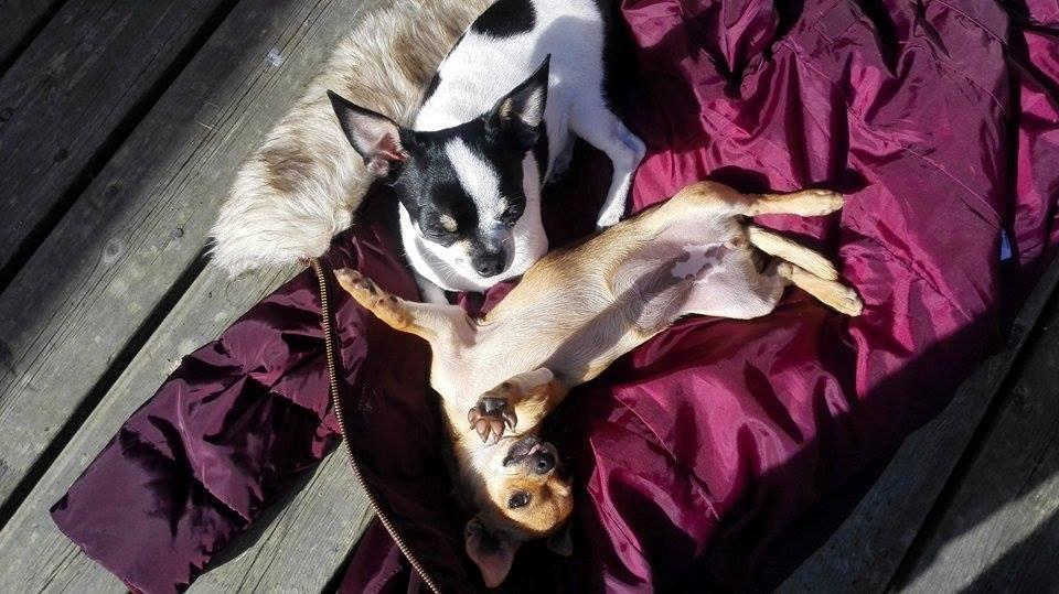 Chihuahua Mia billede 8