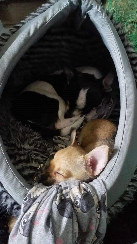 Chihuahua Mia billede 9