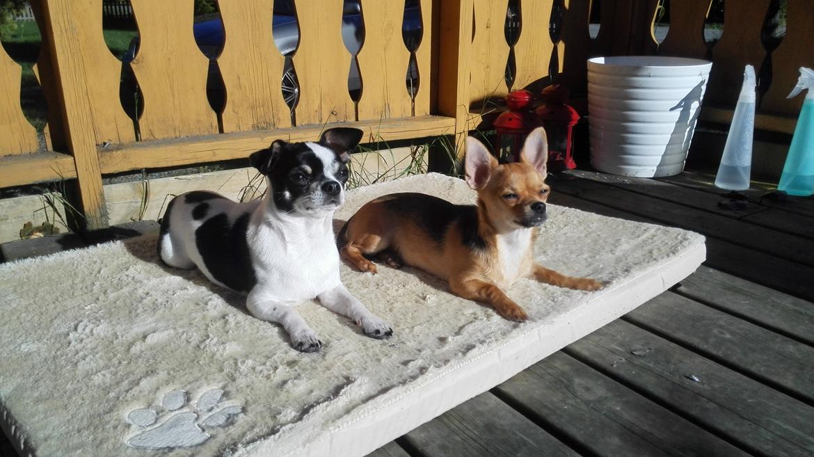 Chihuahua Mia billede 10