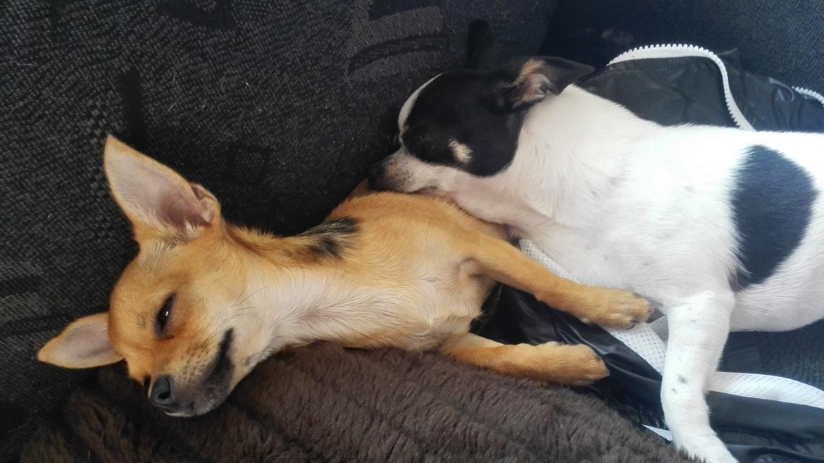 Chihuahua Mia billede 11