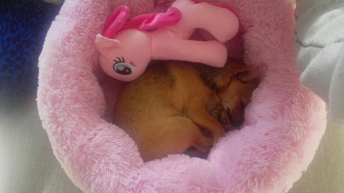 Chihuahua Mia billede 12