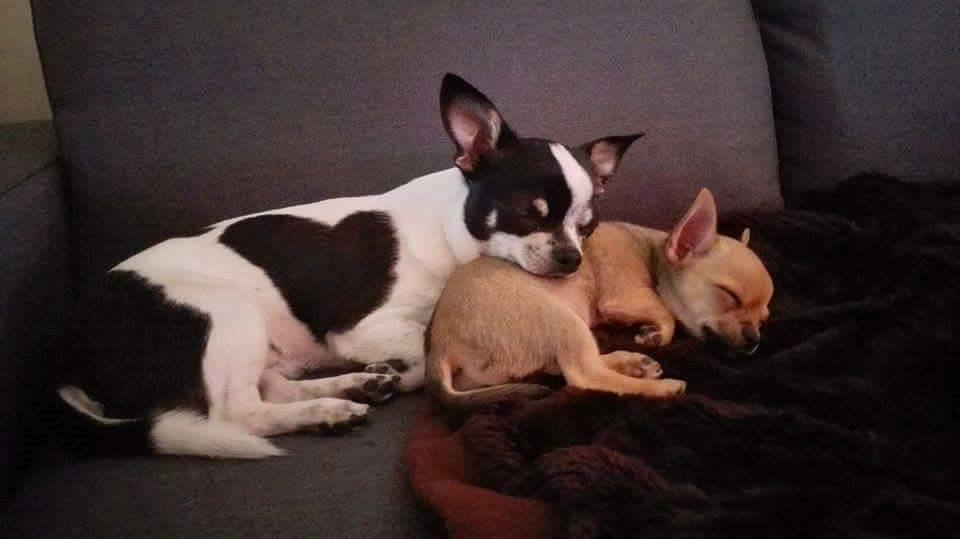 Chihuahua Mia billede 13