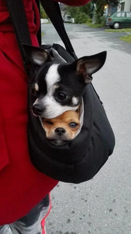 Chihuahua Mia billede 14