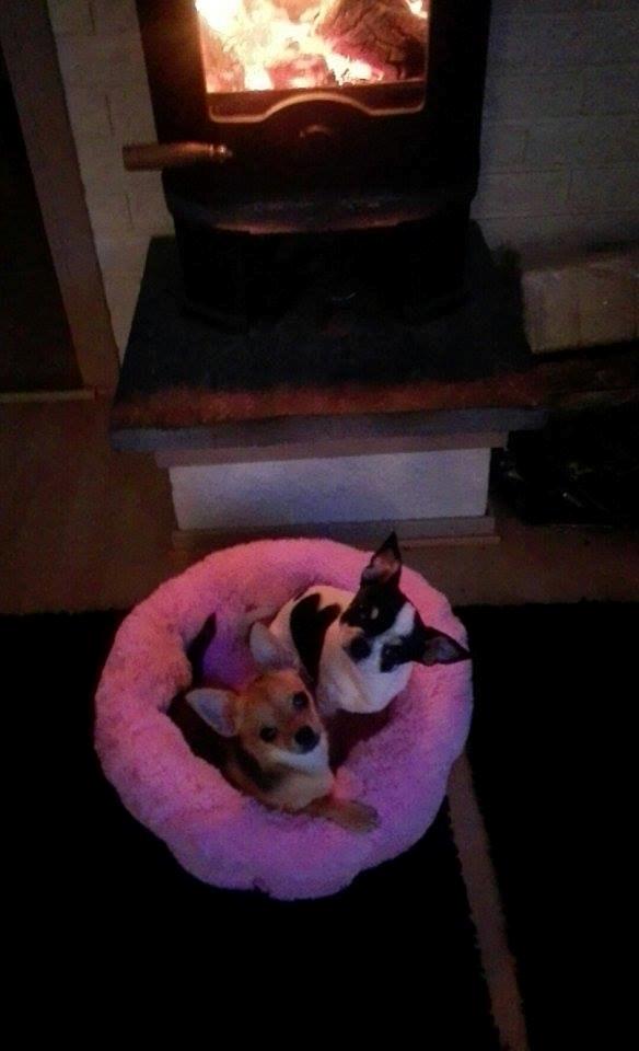 Chihuahua Mia billede 15