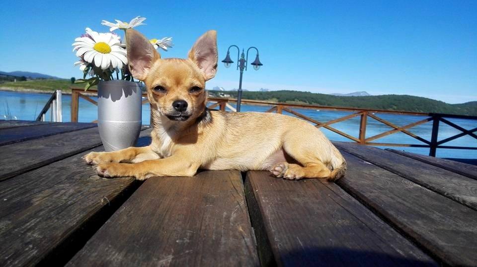 Chihuahua Mia billede 4