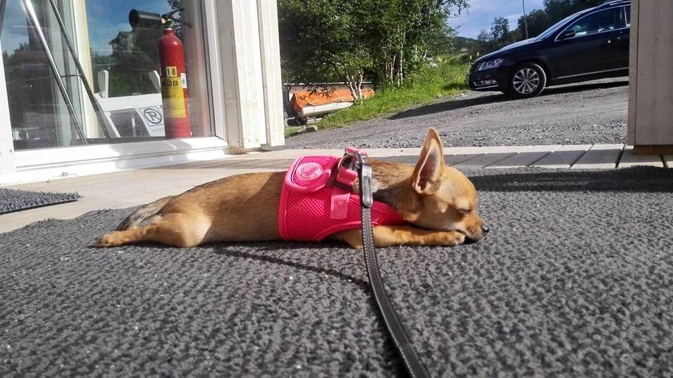 Chihuahua Mia billede 16