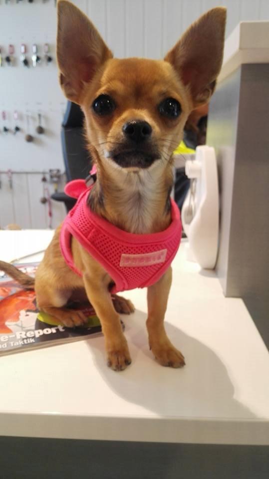 Chihuahua Mia billede 18