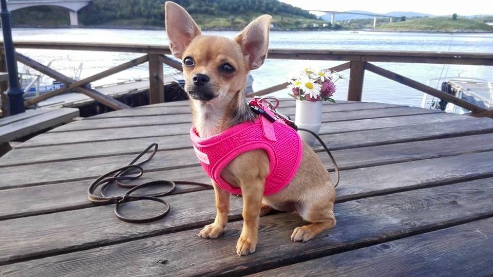 Chihuahua Mia billede 17