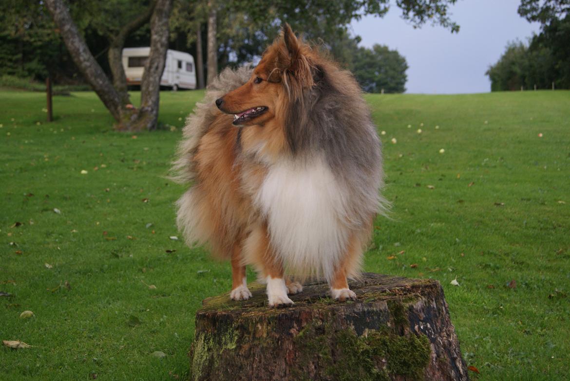 Shetland sheepdog Akela aka Keiko billede 20