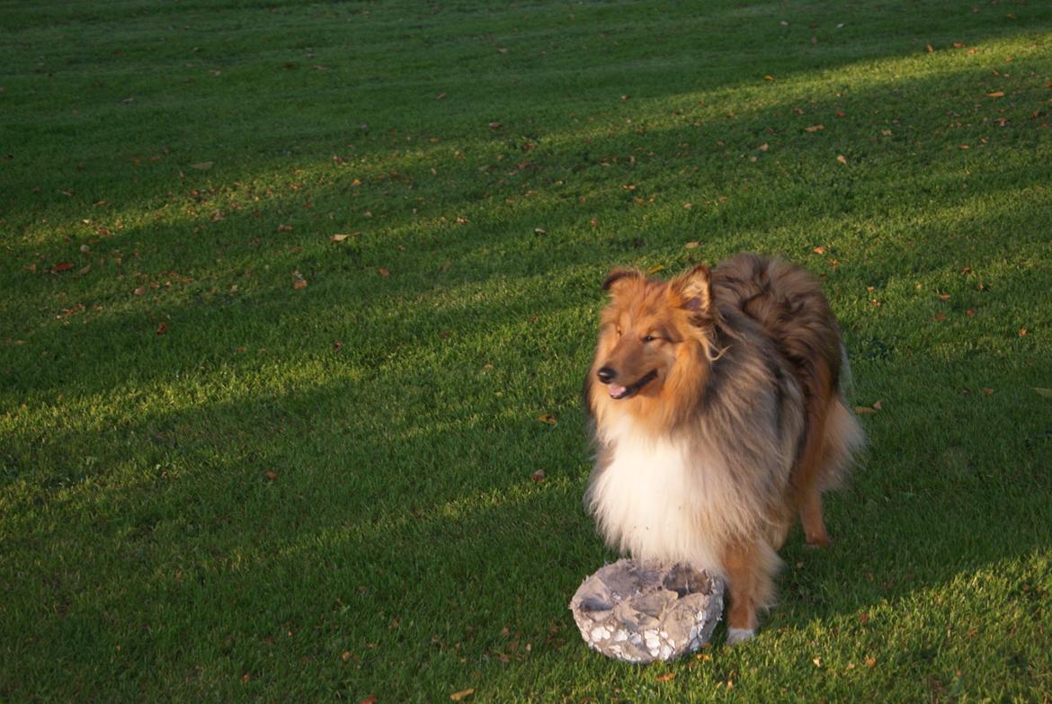 Shetland sheepdog Akela aka Keiko billede 22